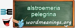 WordMeaning blackboard for alstroemeria pelegrina
